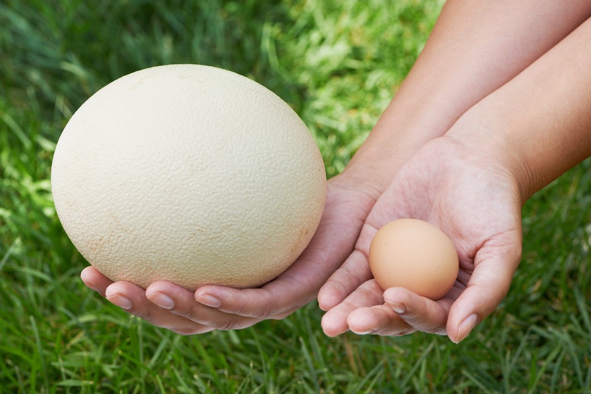 Страусиное яйцо по сравнению с куриным