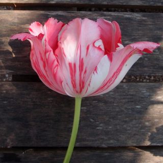 Тюльпан 'Fantasy', пораженный вирусом мозаики тюльпана (Tulipa virus)