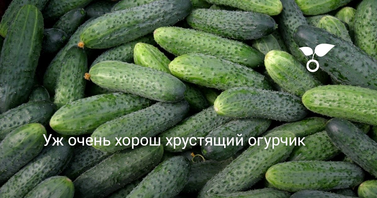 Уж очень хорош хрустящий огурчик — Ботаничка