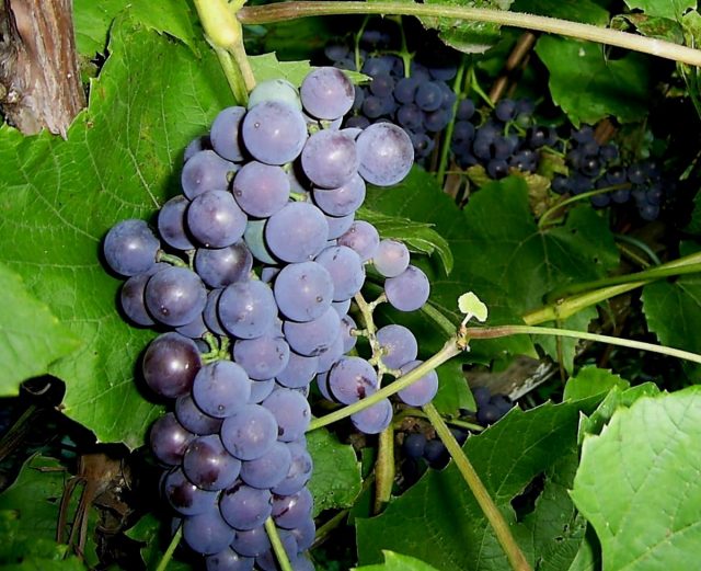 Амурский виноград в сентябре