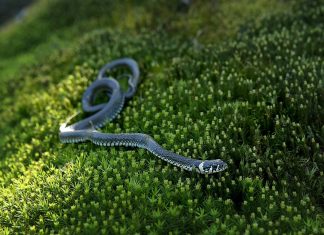 Как защитить участок от змей