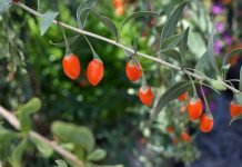 5 ягод, о посадке которых я пожалела