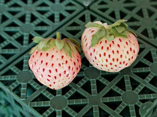 5 ягод, о посадке которых я пожалела. Опыт выращивания, достоинства инедостатки. Фот�� — Ботаничка