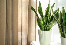 8 комнатных растений, которые не боятся сквозняков