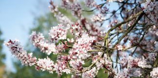 Ароматы весеннего сада, или Какие растения и чем пахнут весной?