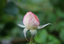 Болезни и вредители роз, с которыми мы чаще всего сталкиваемся