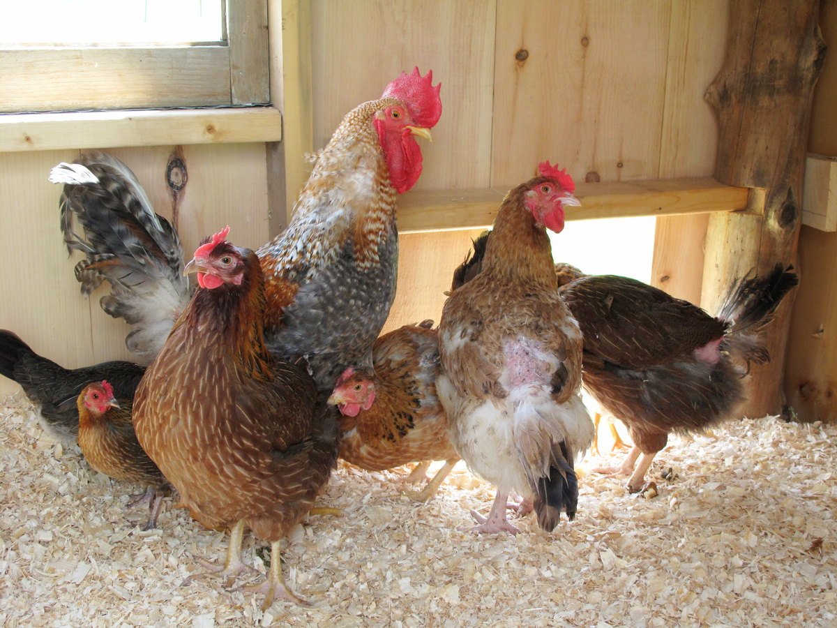 Болезни цыплят: причины, описание, симптомы, чем и как лечить
