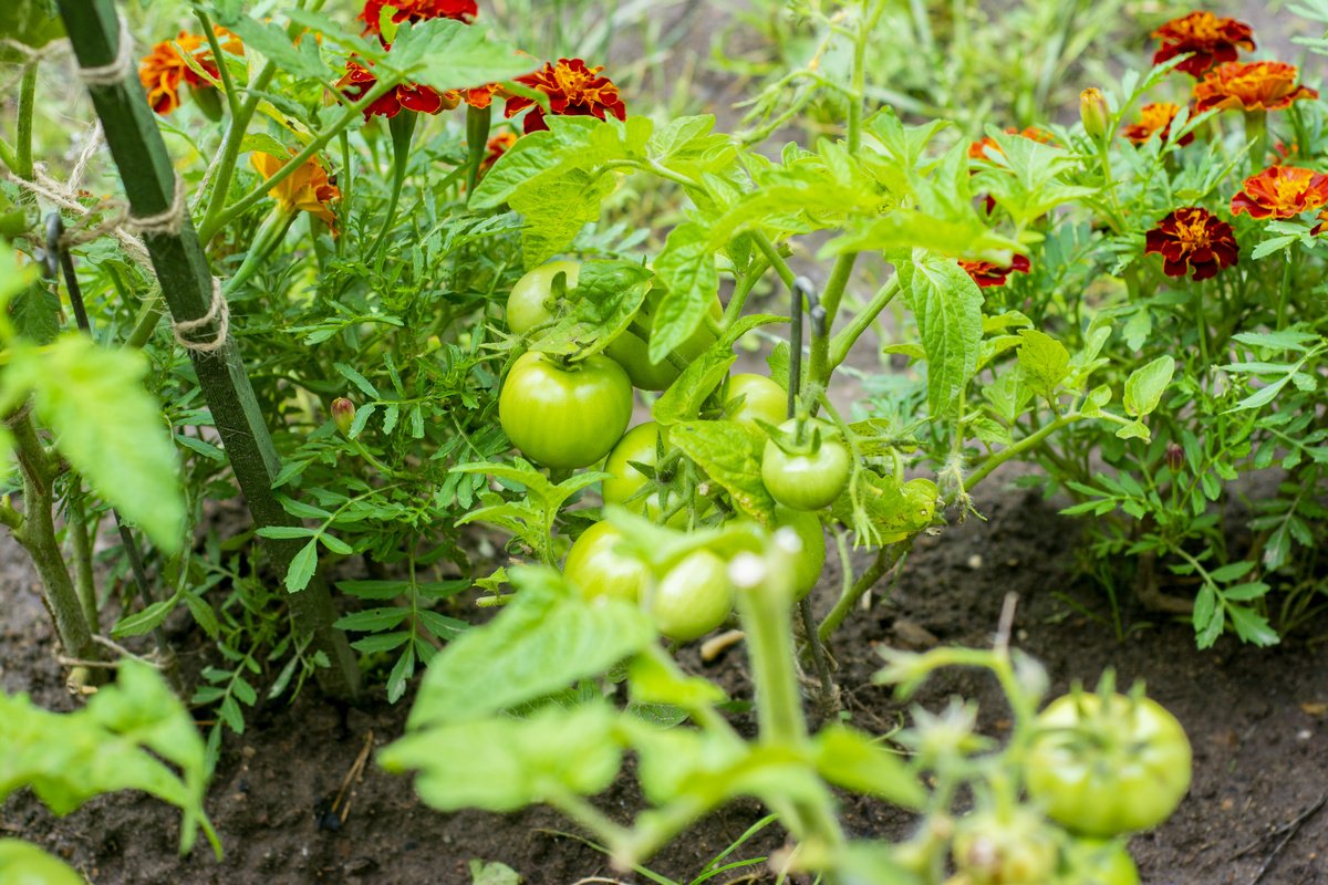 Что посадить с томатом? Хорошие и плохие растения-компаньоны для помидоров.Фото — Ботаничка