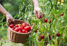Переопыление или пересорт? Всё, что нужно знать о ксении