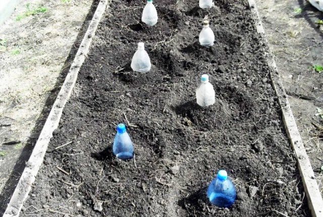 С помощью пластиковых бутылок можно создать маленький временный парник для баклажан