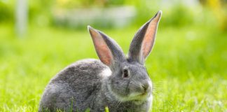 Кролики на лето — мой опыт разведения