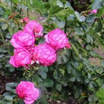 Розы (Rosa) хорошо растут на влажных слабокислых почвах