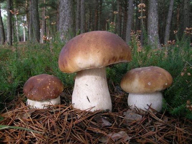 Белый гриб в одних регионах может «сожительствовать» с дубом, березой, сосной и елью, а в других — с грабом и буком