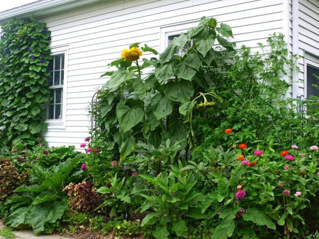 Для гигантского подсолнечника самый требовательный к влаге период — цветение и налив семян