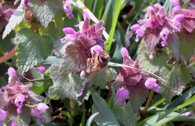 Большинство красивоцветущих весенних растений пчёлам не интересны, а вот над сорняковой ясноткой стоит гул и пчёлы со шмелями сидят чуть ли не на каждом цветке