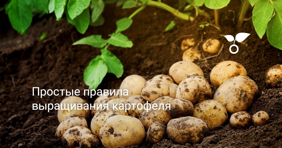 Простые правила выращивания картофеля — Ботаничка