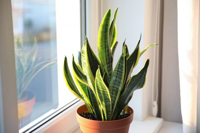 Сансевиерия — исключительно выносливое растение для украшения интерьера