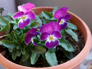Фиалка Виттрока (Viola x wittrockiana)