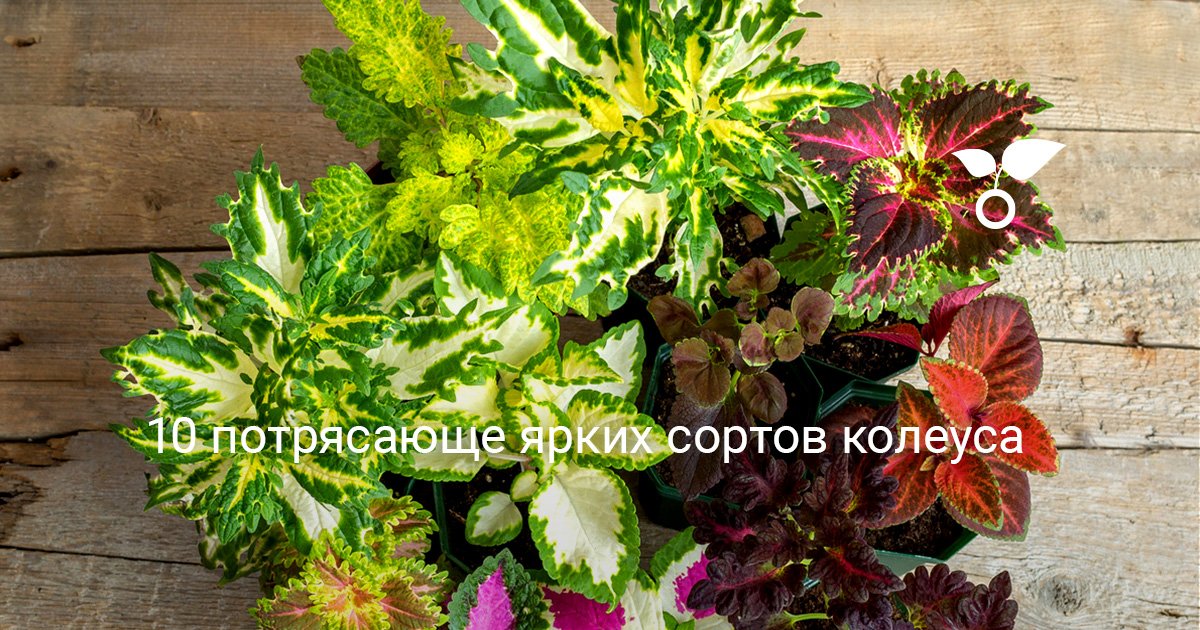 Колеусы Сорта Каталог Фото Купить