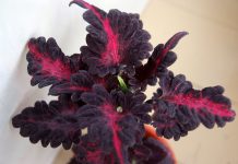 10 потрясающе ярких сортов колеуса. Уход в домашних условиях. Фото ...