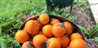 Экзотическая наранхилла — декоративный кустарник с вкуснейшими ягодами