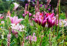 Как эффектно использовать садовые лилии в дизайне сада?