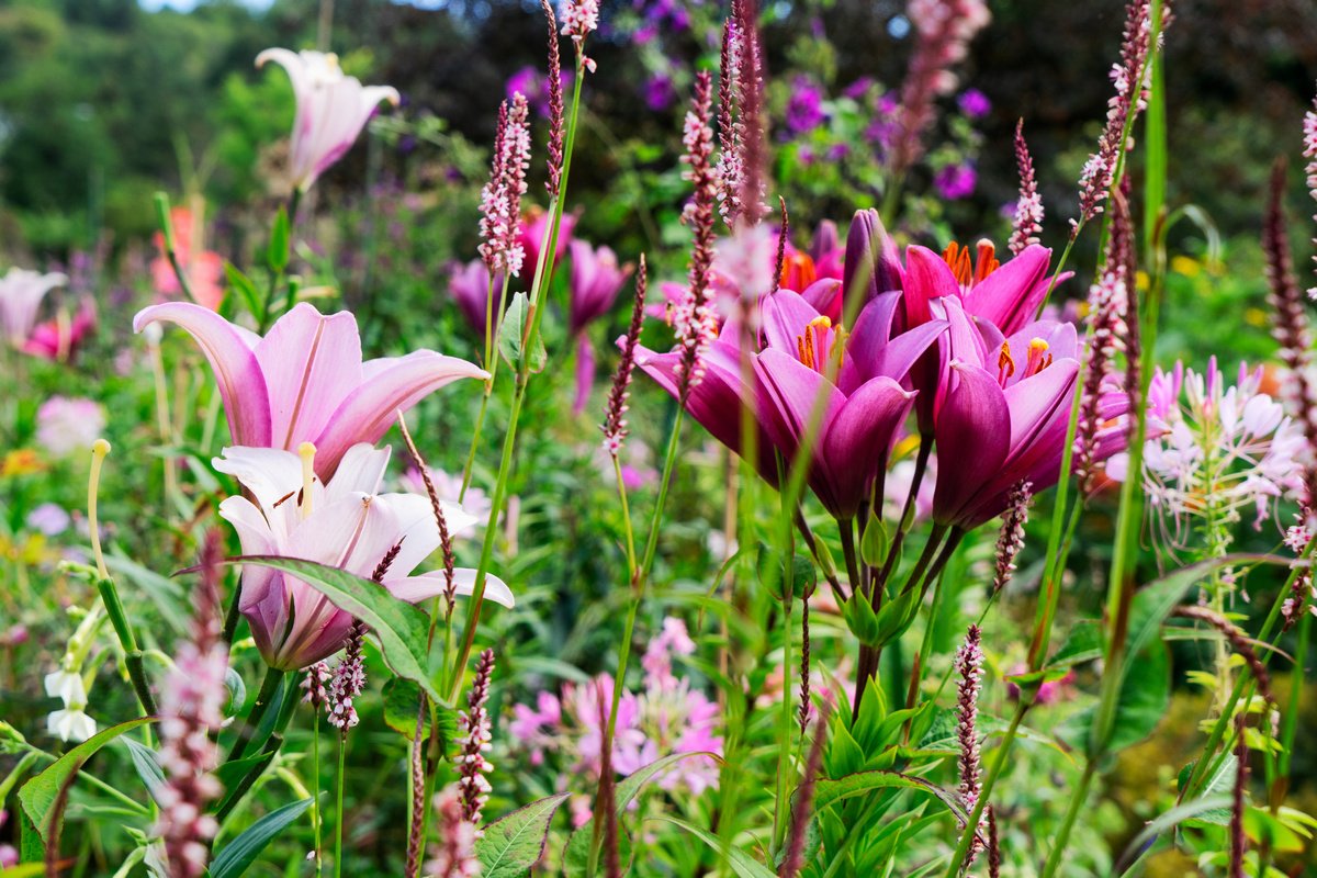 Как эффектно использовать садовые лилии в дизайне сада? Подбор партнеров. Фото — Ботаничка