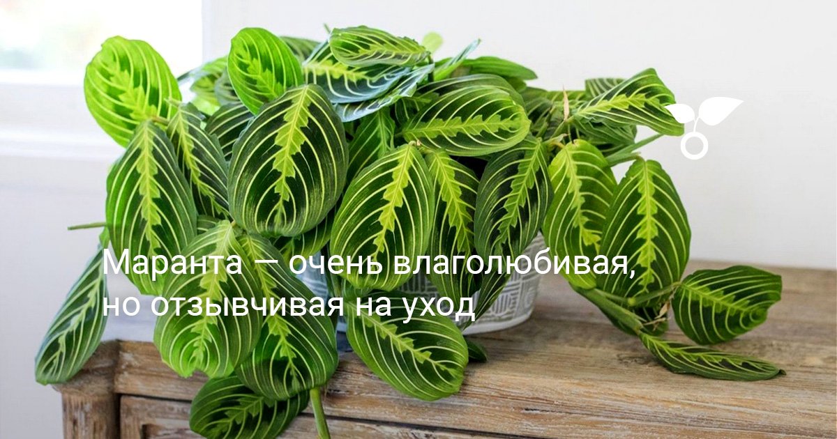 Маранта триколор - Maranta tricolor. Уход за марантой