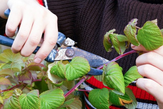 Отплодоносившие макушки однолетних побегов ремонтантной малины осенью нужно будет срезать