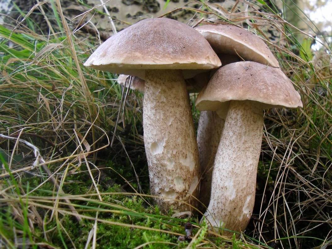 Почему гриб назвали подосиновик?