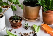 Разделение — простой способ размножения комнатных растений