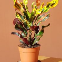 Кодиеум пестрый (Codiaeum variegatum), сорт 'Mammie' ('Mammy')