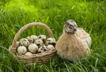 Содержание перепелов — диетические яйца и мясо при минимальном уходе