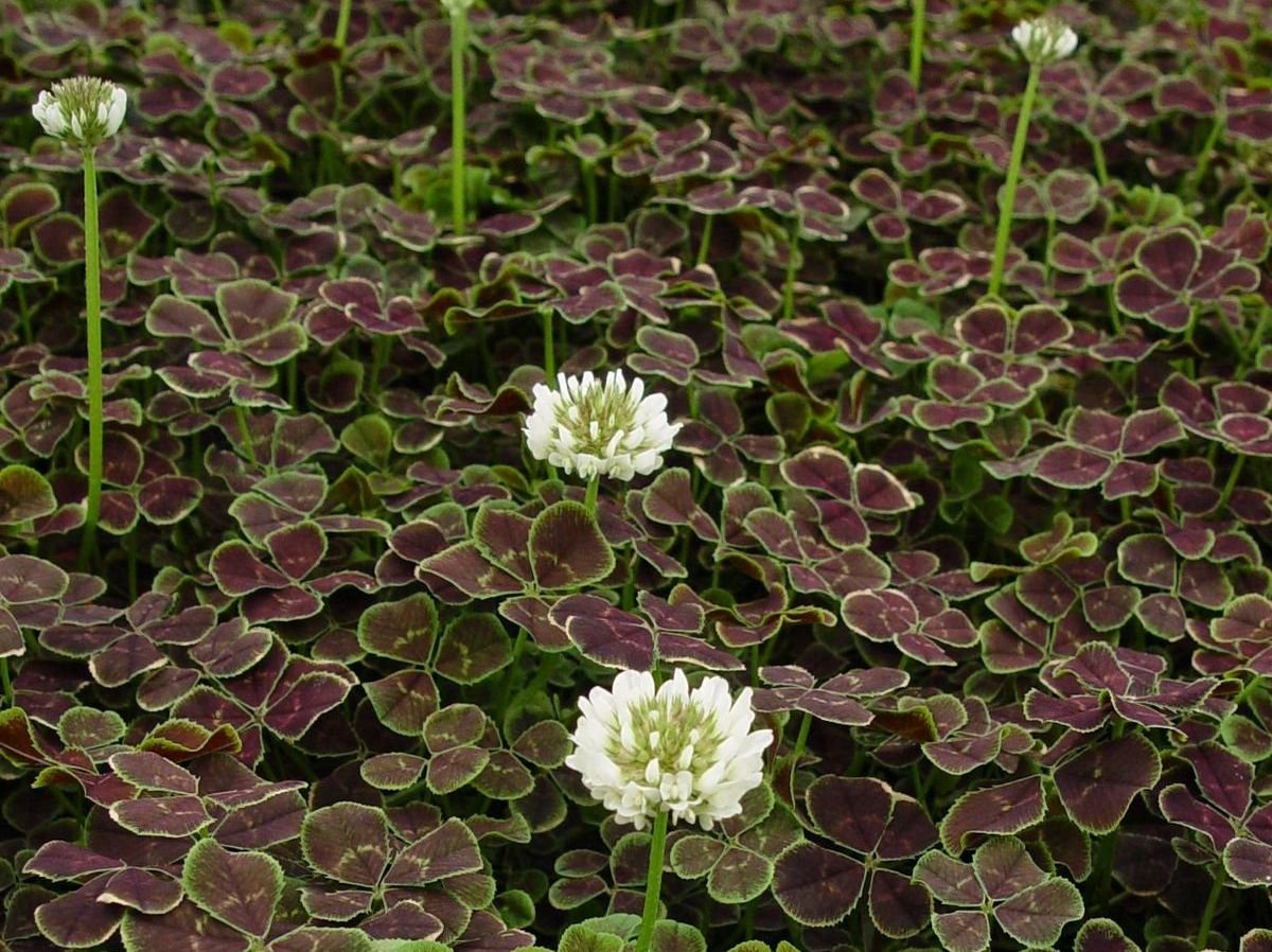 Удивительный пестролистный клевер в саду — сорта и особенности выращивания. Описание, фото — Ботаничка