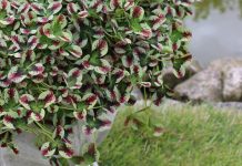 Удивительный пестролистный клевер в саду — сорта и особенности выращивания