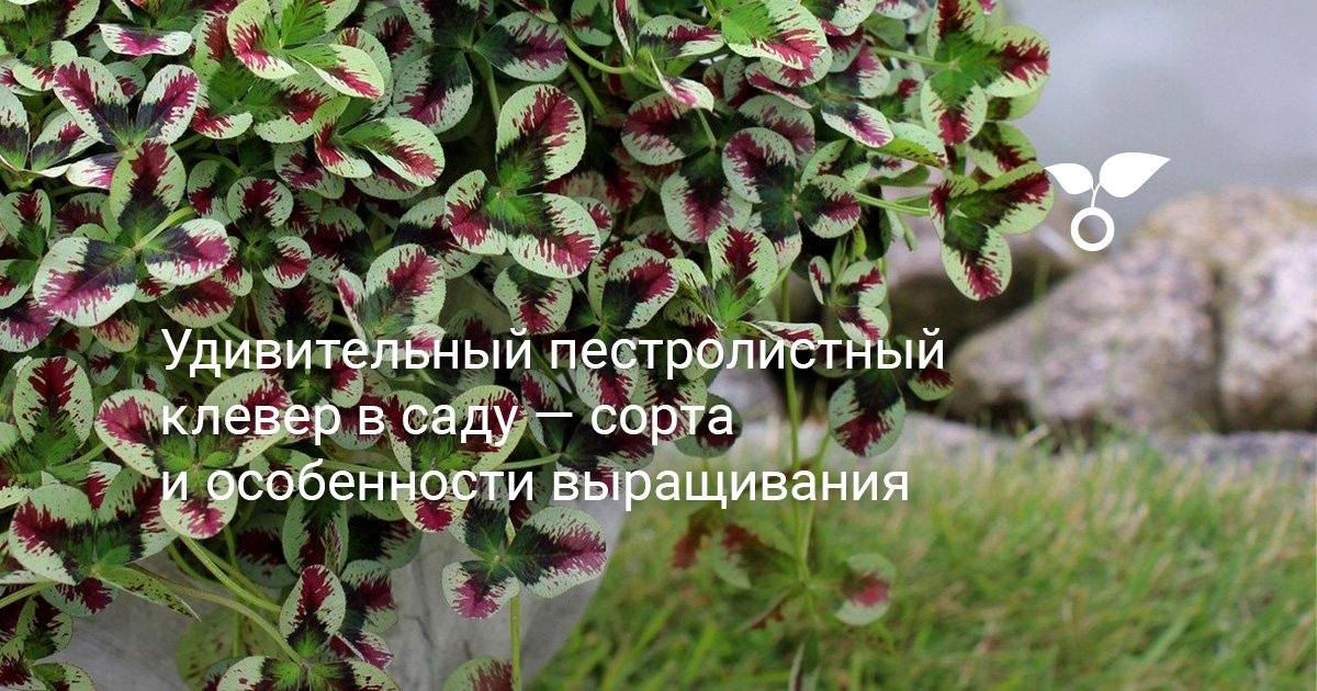 Удивительный пестролистный клевер в саду — сорта и особенности ...