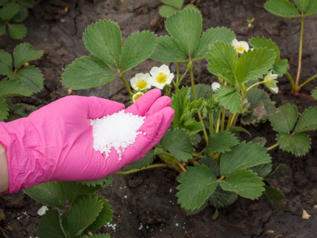 Ремонтантные сорта земляники садовой (Fragaria × ananassa) нуждаются в усиленном питании