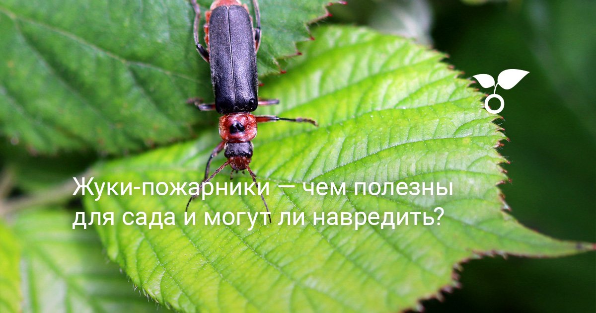 Как сделать костюм бабочки своими руками: очаровательный образ для маленькой феи