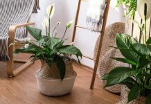 10 лучших комнатных растений для начинающих