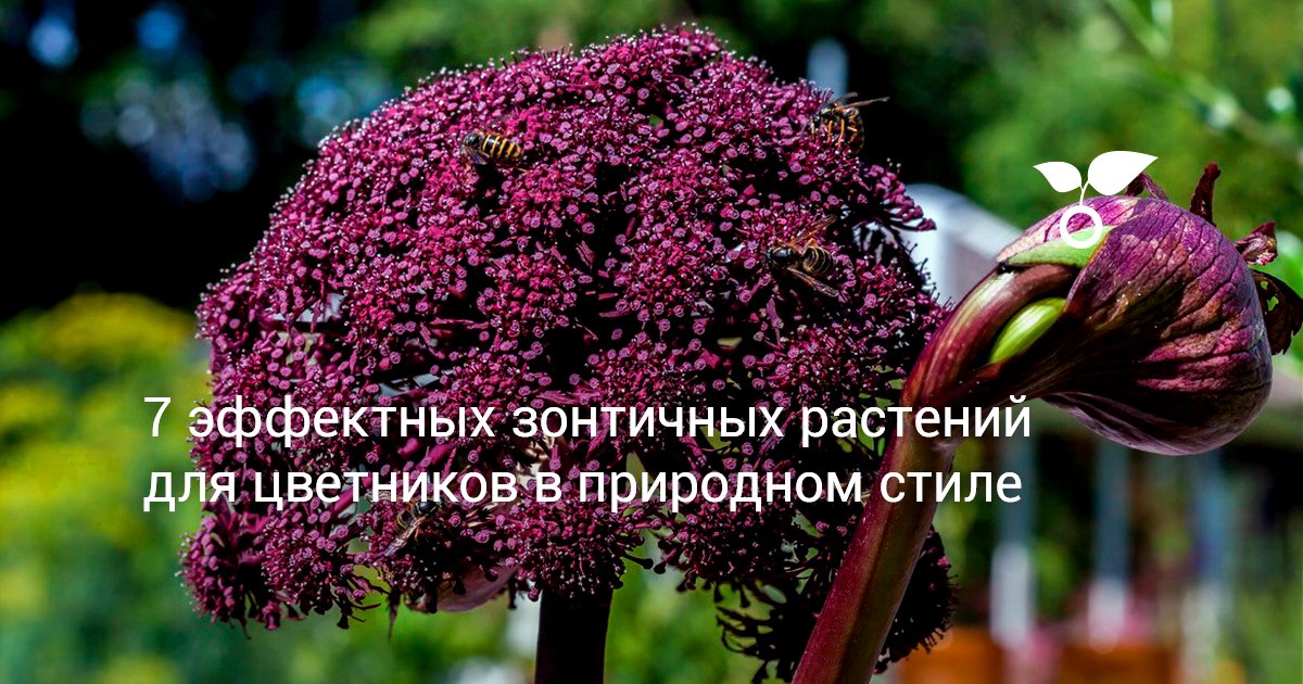 7 эффектных зонтичных растений для цветников в природном стиле ...