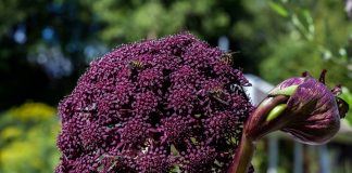 7 эффектных зонтичных растений для цветников в природном стиле