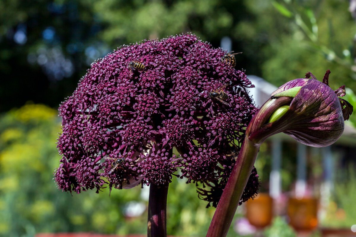 7 эффектных зонтичных растений для цветников в природном стиле. Описание,выращивание, применение. Фото — Ботаничка