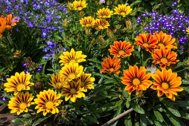 Самый простой способ оживить цветник и добавить ему красок — использовать яркие однолетние растения