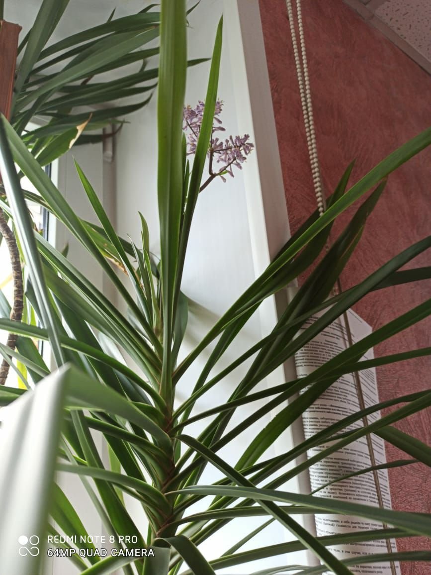 комнатное растение похожее на пальму