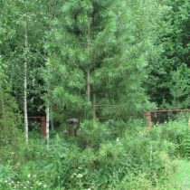Сосна сибирская кедровая, или сибирский кедр (Pinus sibirica). Растению 25 лет, взято из дикой природы. Высота чуть больше 4 метров. Кедр растет довольно медленно