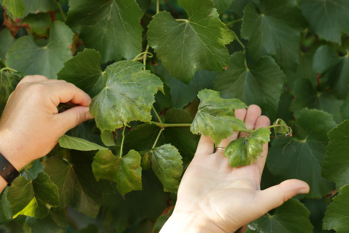 Край листа винограда. Короткоузлие винограда. Виноградные листья скручиваются. У винограда скручиваются листья вверх. Виноградные листья скручиваются вверх.