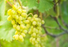 Схема подкормки винограда от саженца до урожая