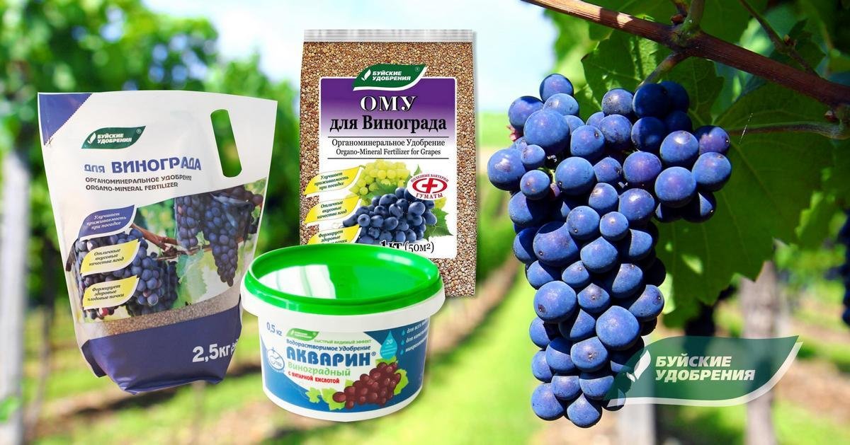 Схема подкормок винограда от саженца до урожая — Ботаничка