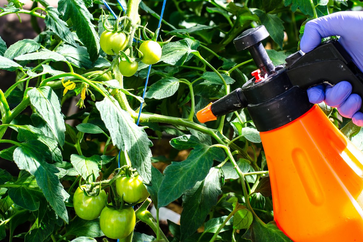 Чем опрыскать томаты от фитофторы? Народные средства, фунгициды ибиопрепараты. Фото — Ботаничка