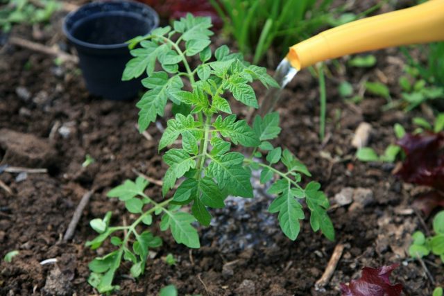 Настои и отвары применяют и на пораженных растениях, и для предупреждения фитофторы после посадки томатов в почву
